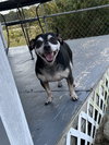 Oscar May 25 - In Foster in Rocky Mount, NC - Photo 1