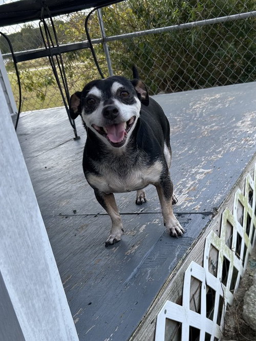 picture of the dog needing adoption