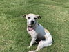 adoptable Dog in Pacolet, SC named Katrina May 25 - In Foster in Raleigh, NC