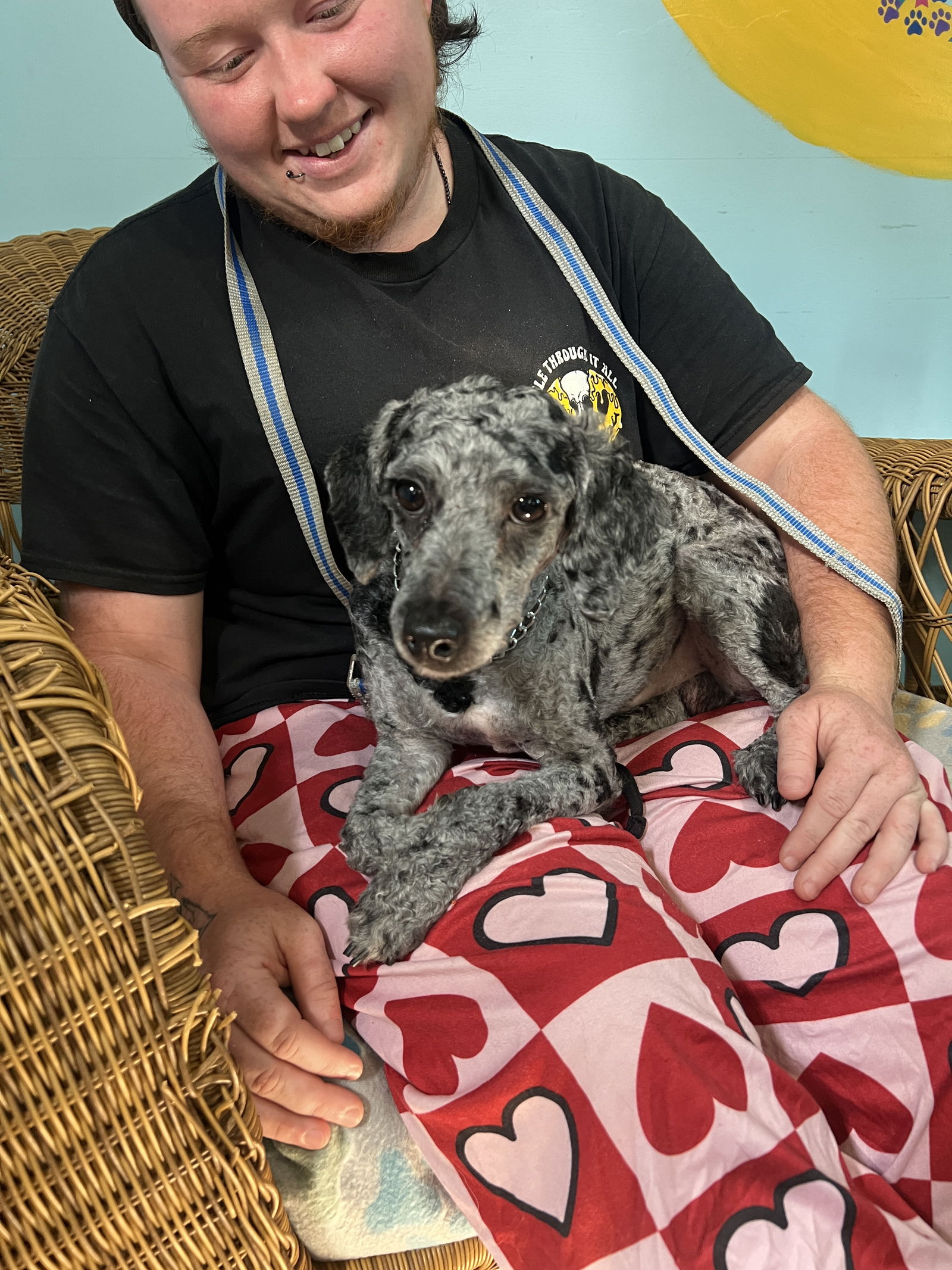 <strong> SOS Oliver May 25 </strong> <br/> <small>Poodle (Miniature)</small>