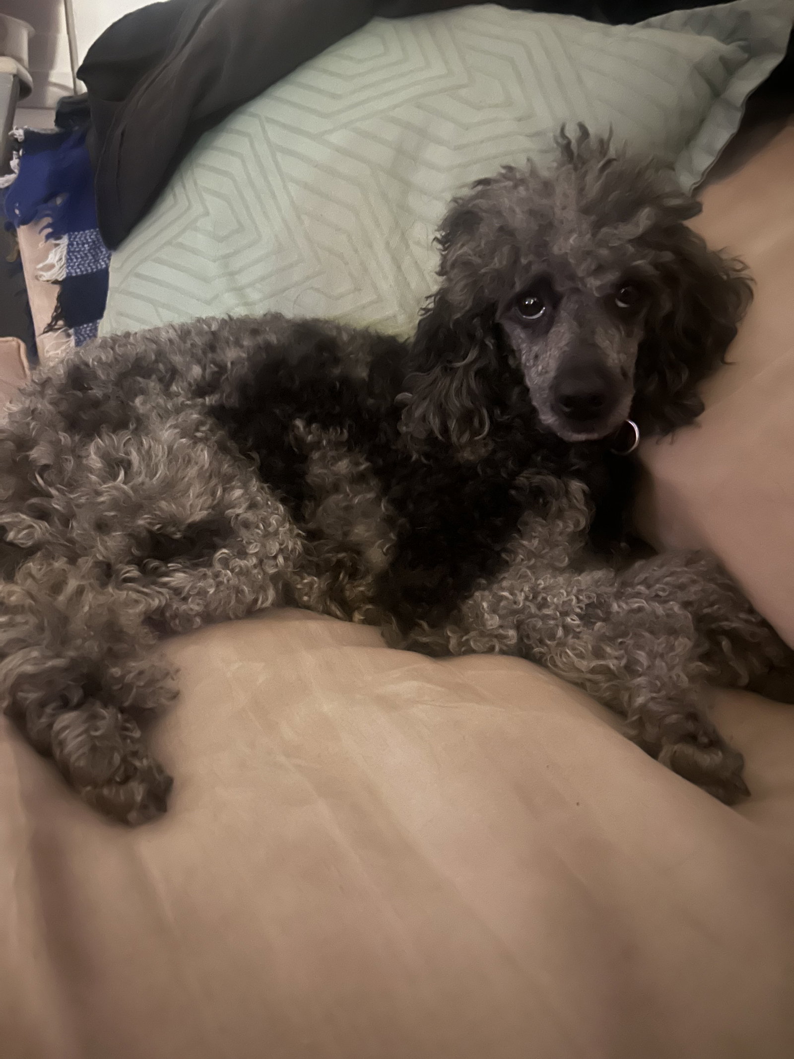 Photo 2 of 8 — SOS Oliver May 25 - So Shy and Shutdown