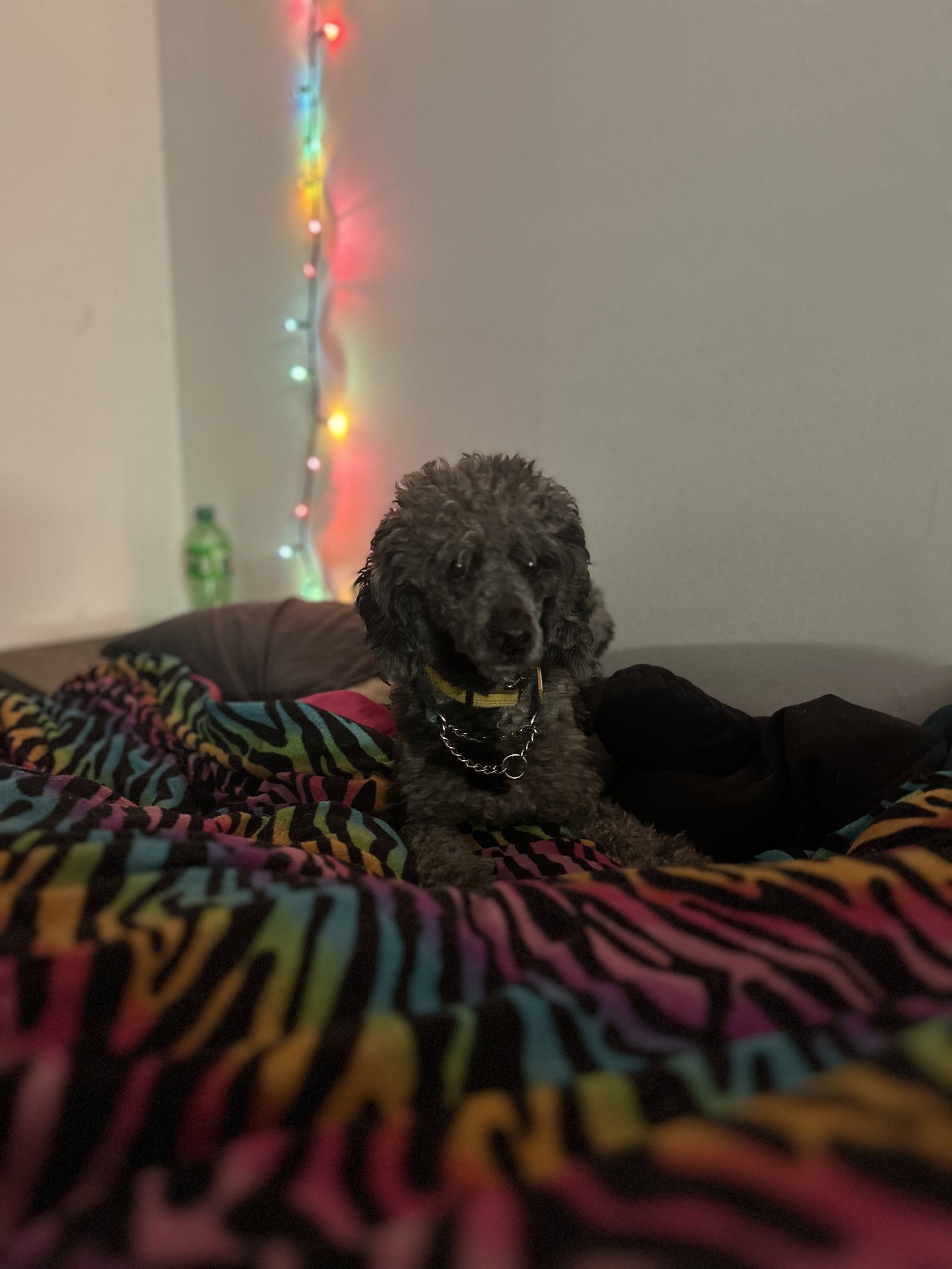 Photo 3 of 8 — SOS Oliver May 25 - So Shy and Shutdown