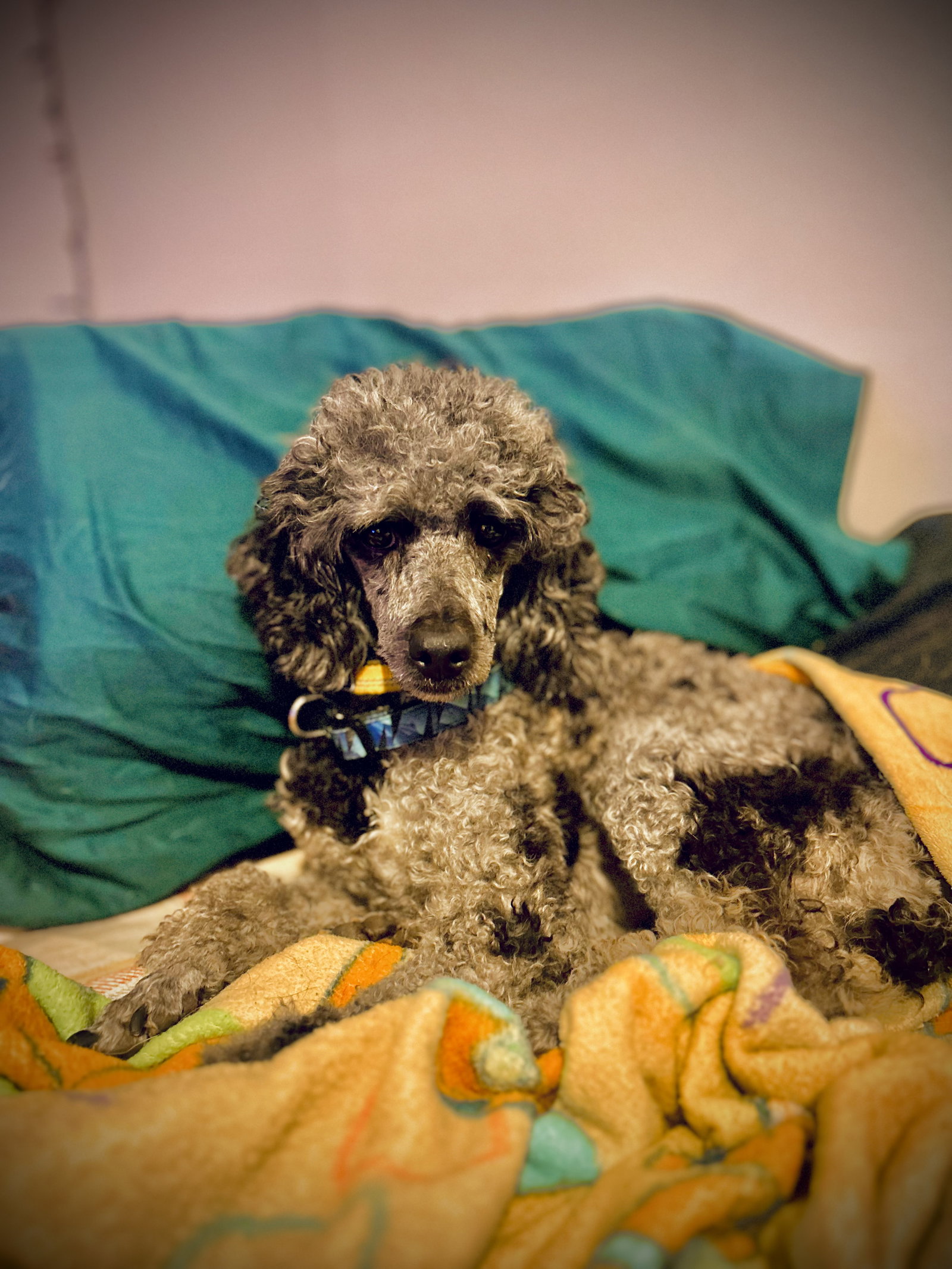 <strong> SOS Oliver May 25 </strong> <br/> <small>Poodle (Miniature) (long coat)</small>