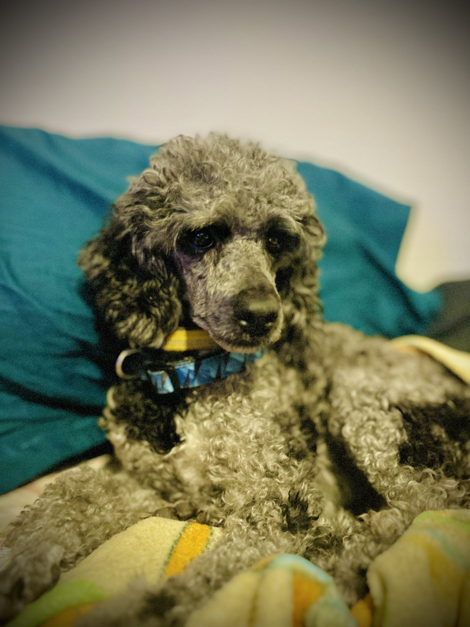 Photo 4 of 8 — SOS Oliver May 25 - So Shy and Shutdown