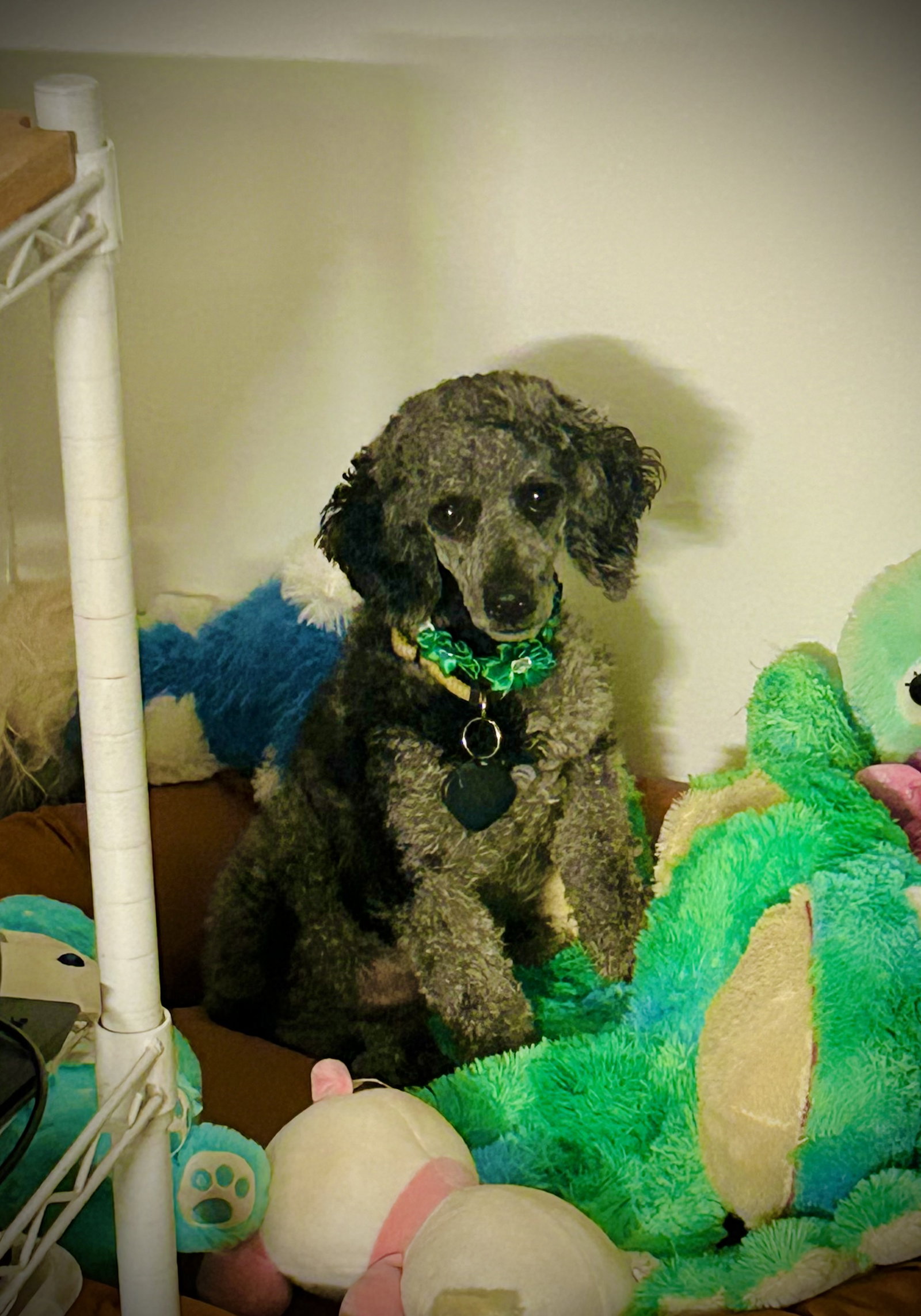 Photo 6 of 8 — SOS Oliver May 25 - So Shy and Shutdown