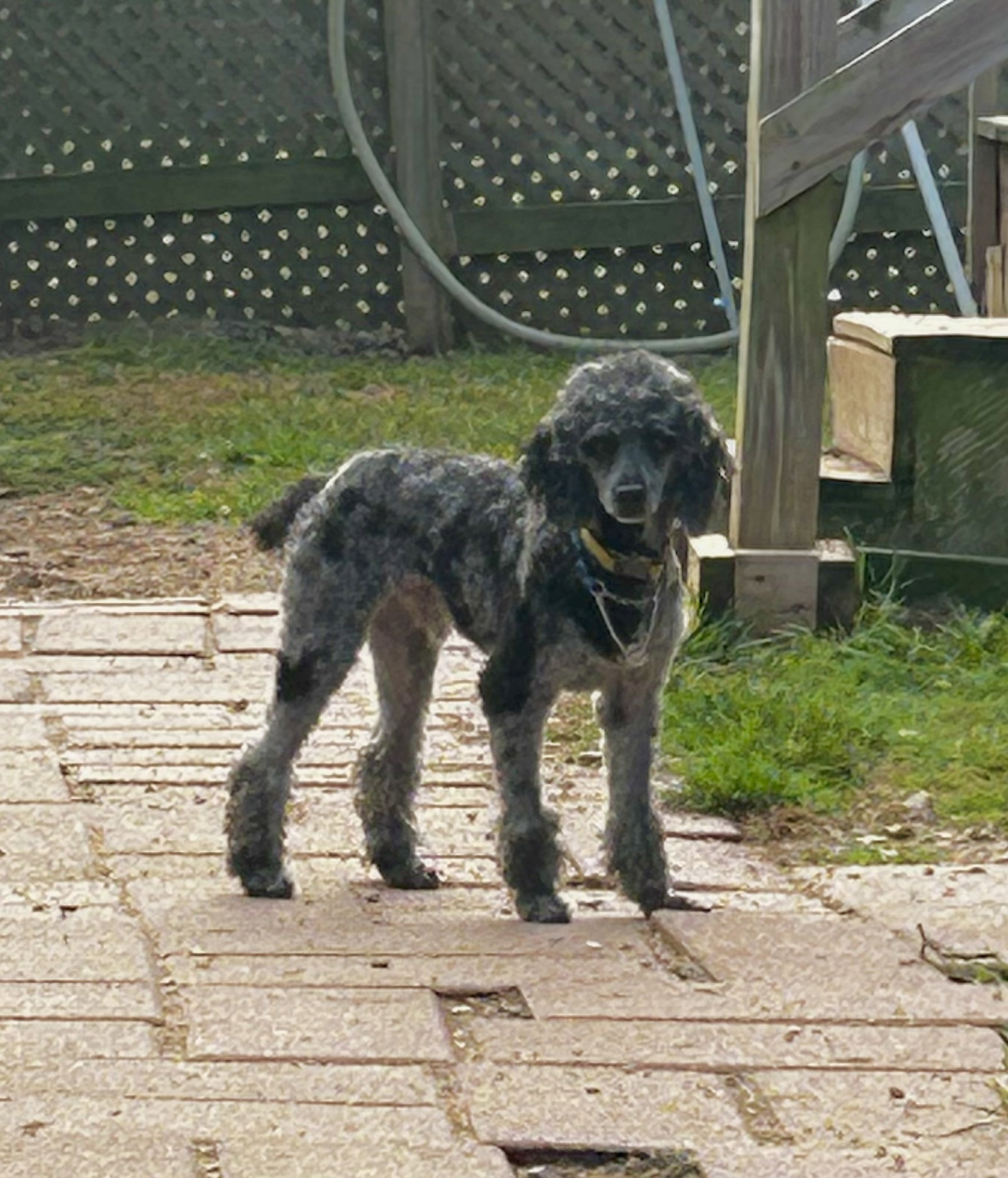 Photo 5 of 8 — SOS Oliver May 25 - So Shy and Shutdown