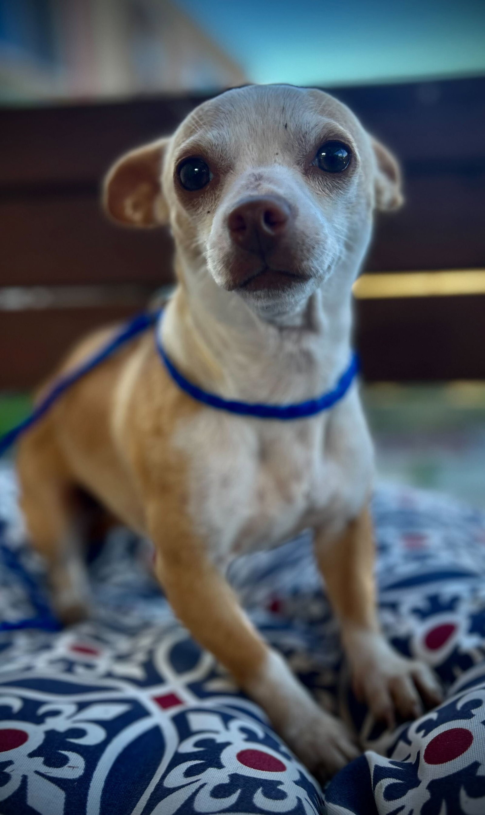 Dog Image