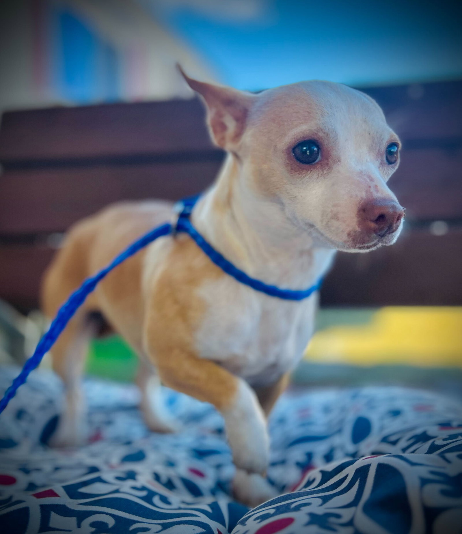 Dog Image