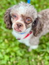 adoptable Dog in Pacolet, SC named French Toast May 25
