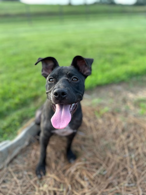 SAGE MAY 25 - American Pit Bull Terrier available for adoption