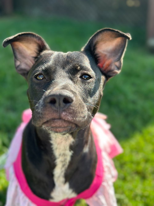 picture of the dog needing adoption
