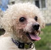 adoptable Dog in Pacolet, SC named Prince May 25