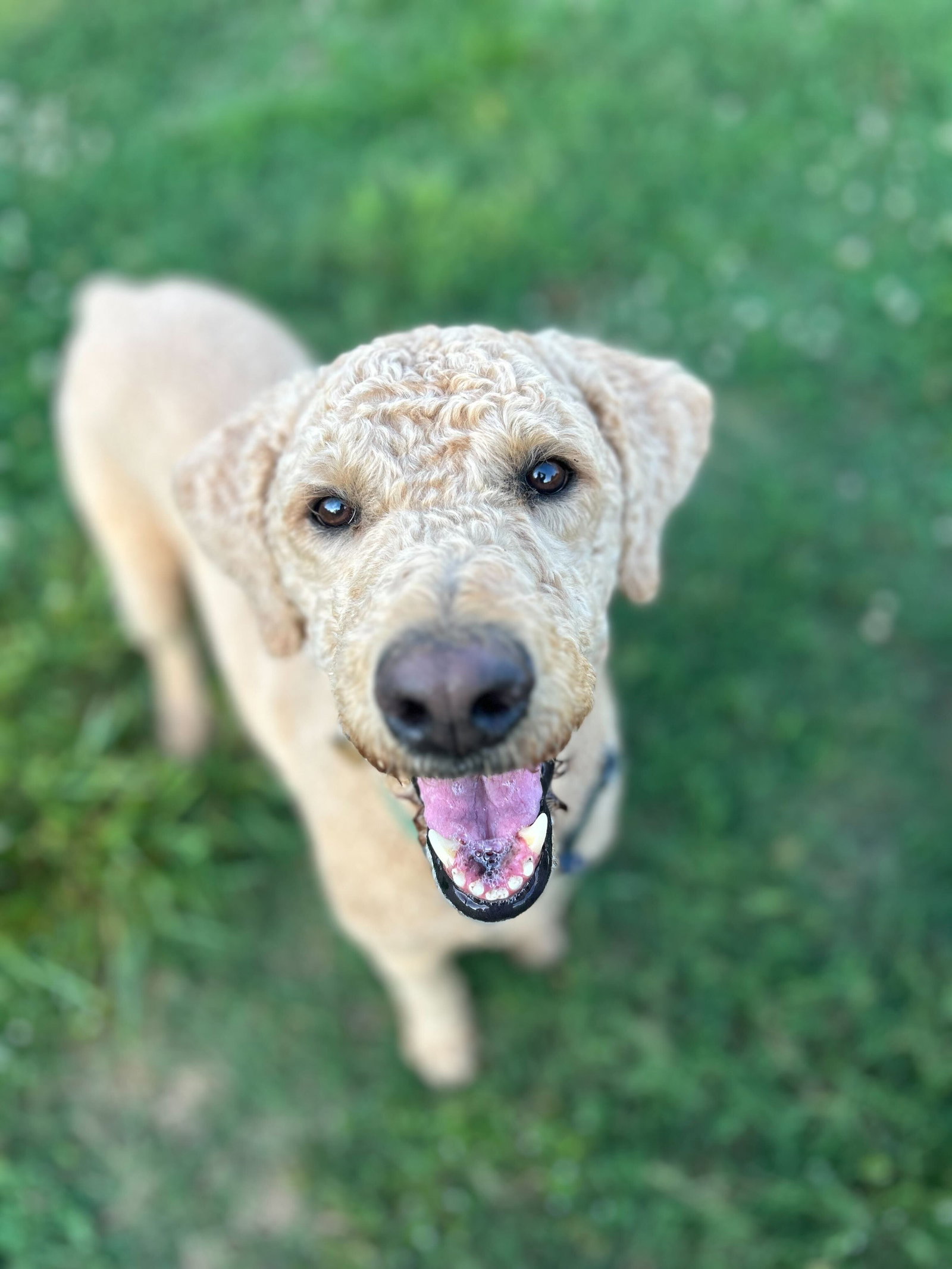 Dog Image