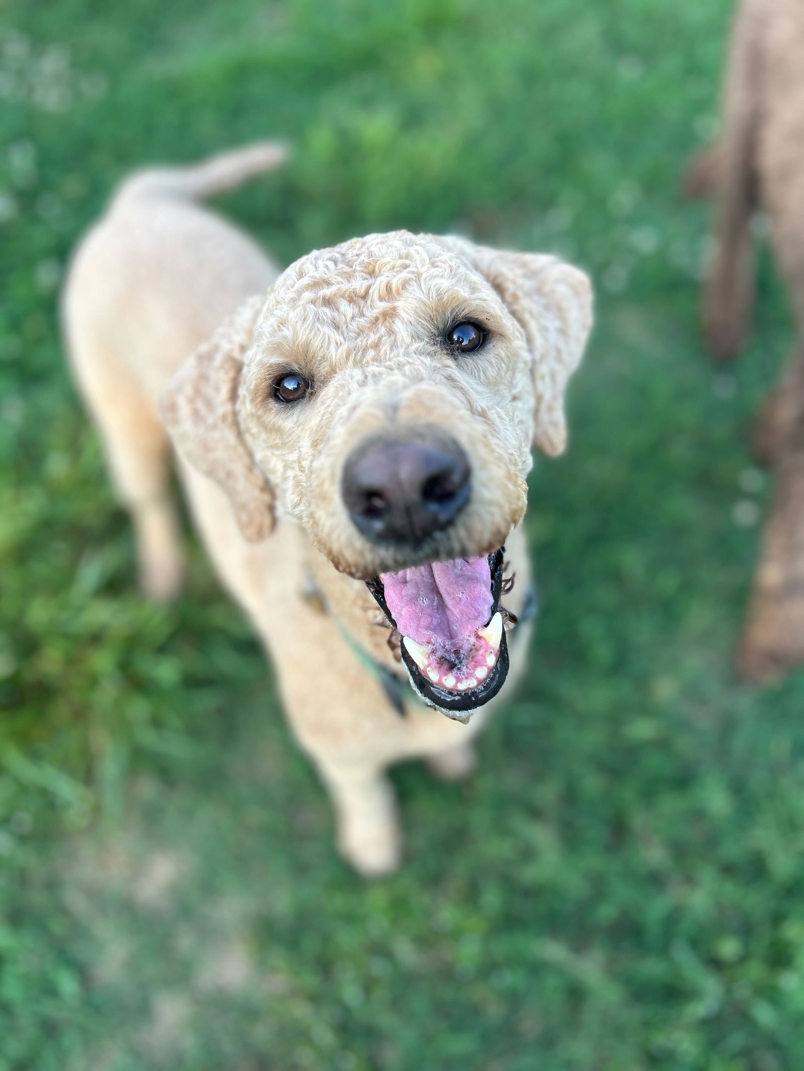 Dog Image