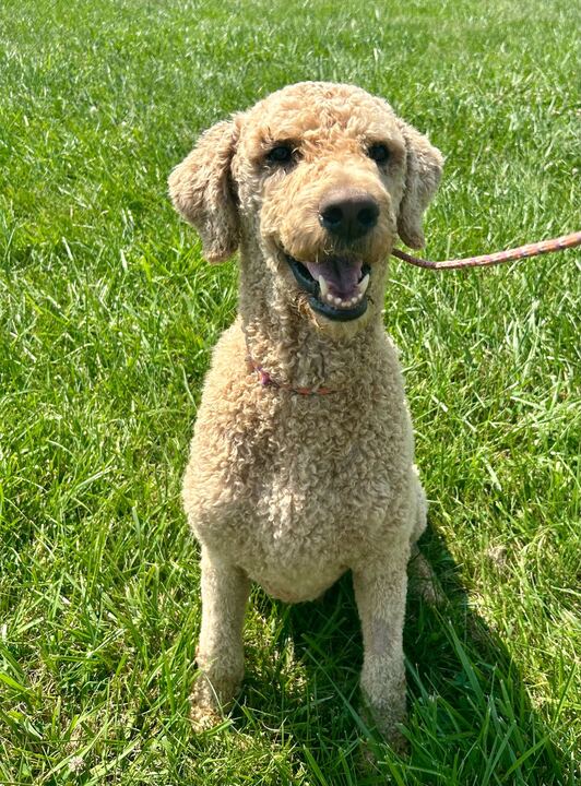 <strong> Stokley May 25 </strong> <br/> <small>Labrador Retriever / Poodle (Standard) / Mixed (long coat)</small>