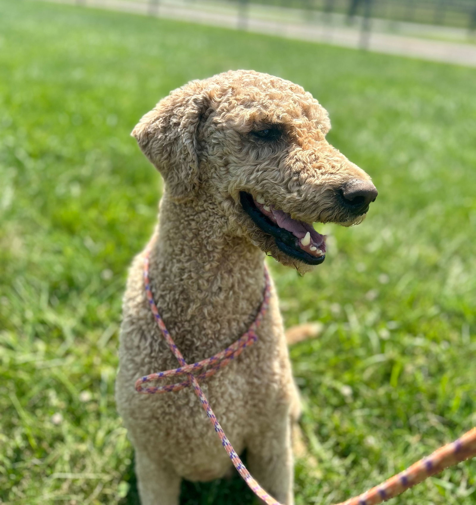 Dog Image