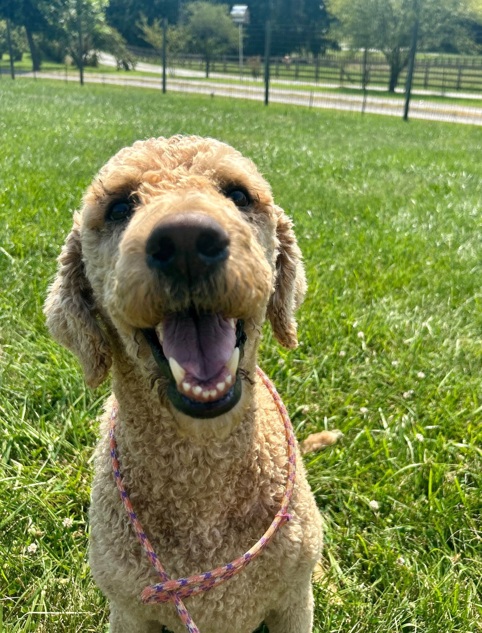Dog Image