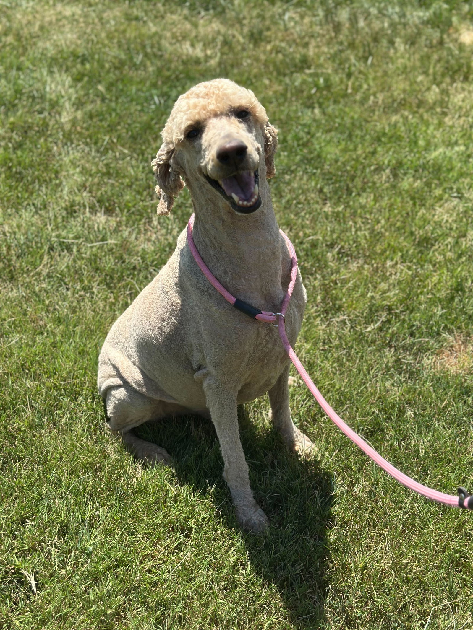 Dog Image