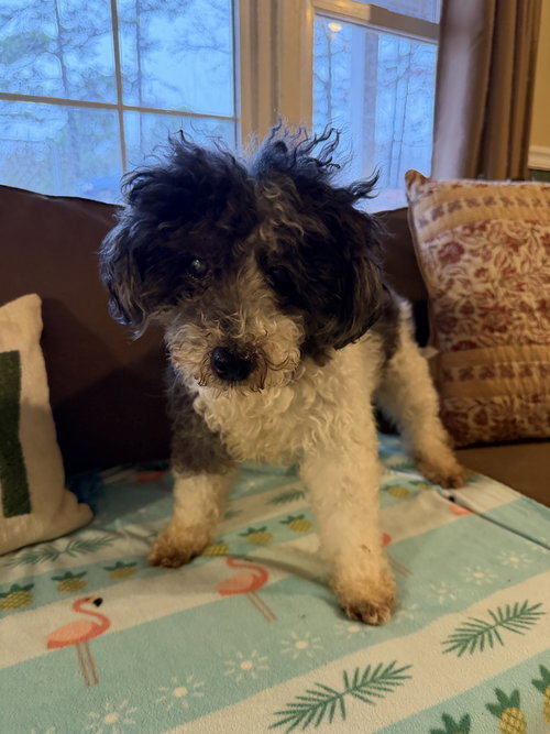 CHATHAM MAY 25 - Poodle (Miniature) available for adoption