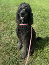 adoptable Dog in Pacolet, SC named Kara May 25