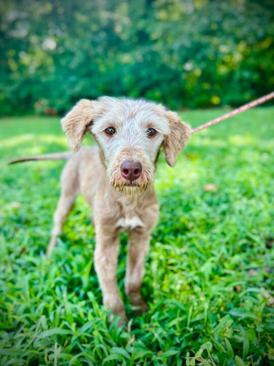 adoptable Dog in Pacolet, SC named Jordan June 25