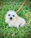 adoptable Dog in Pacolet, SC named Archie Jun 25