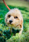 adoptable Dog in Pacolet, SC named Tulip Jun 25