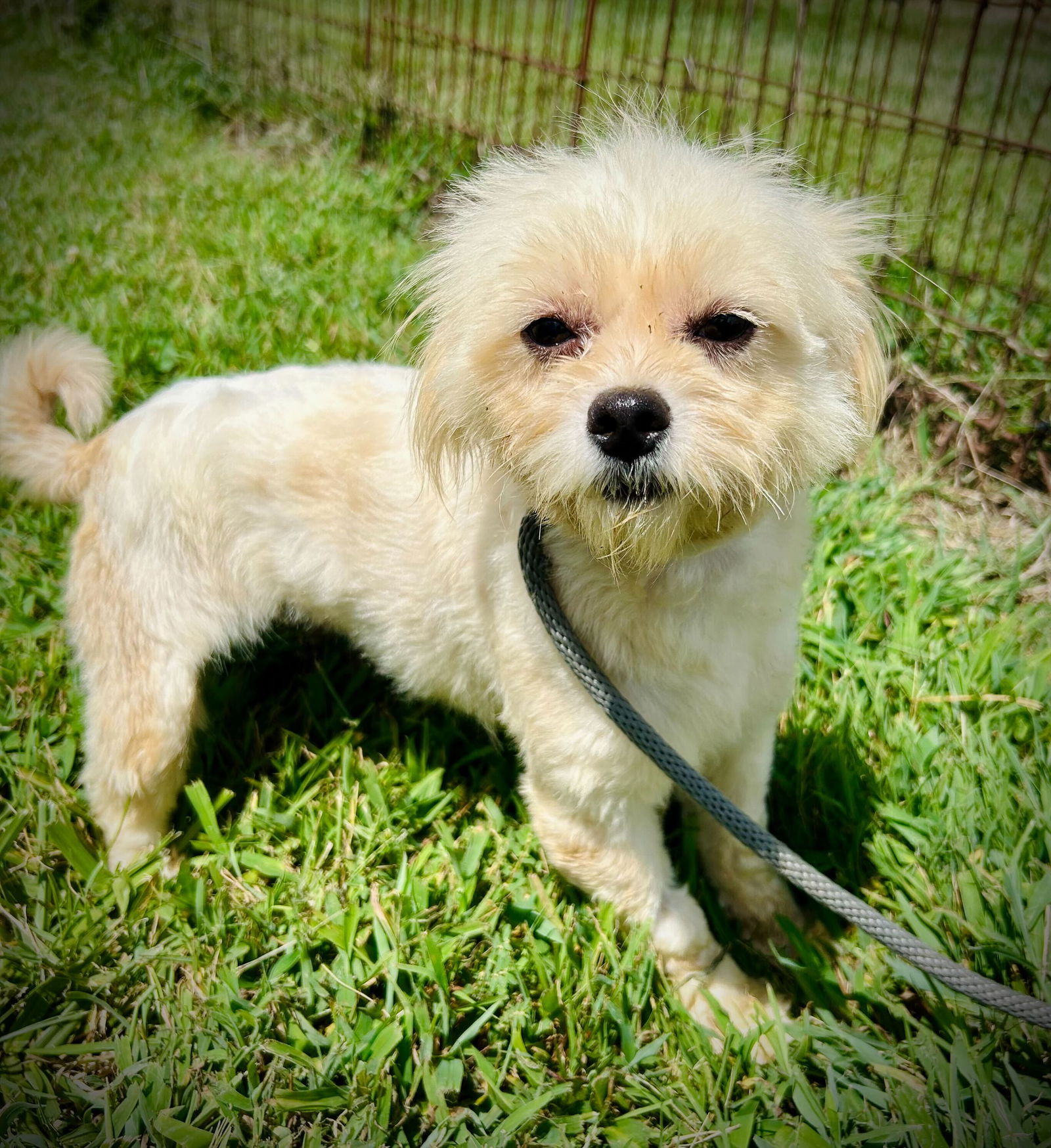 adoptable Dog in Pacolet, SC named Bunny Jun 25