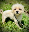 adoptable Dog in Pacolet, SC named Bunny Jun 25