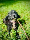 adoptable Dog in  named Darcy Jun 25
