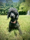 adoptable Dog in  named Scout Jun 25