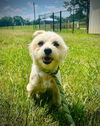 adoptable Dog in  named Peach Jun 25