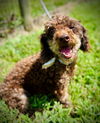 adoptable Dog in  named Cowboy Jun 25
