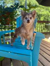 adoptable Dog in  named Summit Jun 25