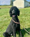 adoptable Dog in  named Bentley Jun 25