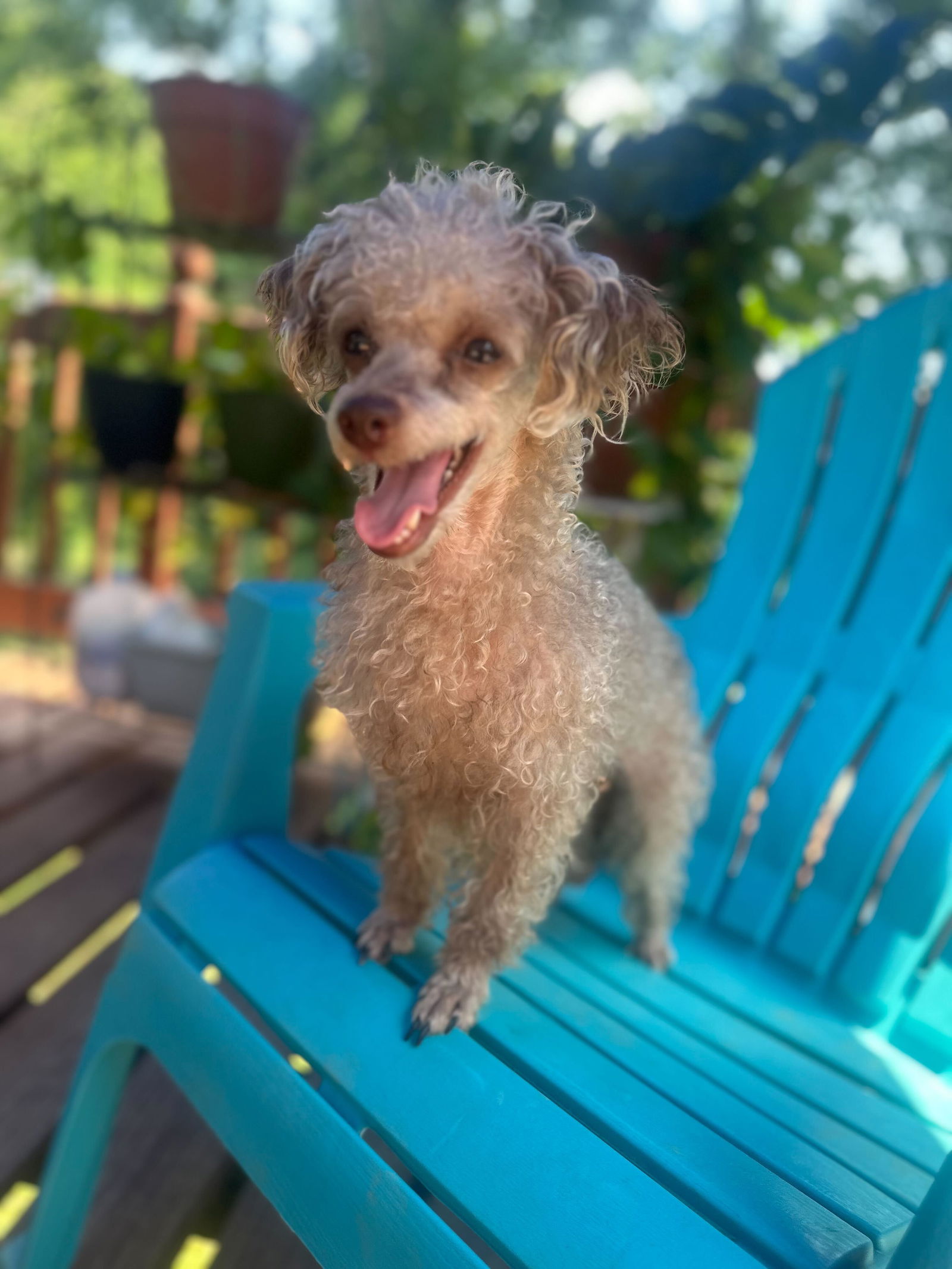 adoptable Dog in Pacolet, SC named Fifi Jun 25