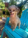 adoptable Dog in  named Fifi Jun 25