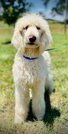 adoptable Dog in  named Romeo Jun 25
