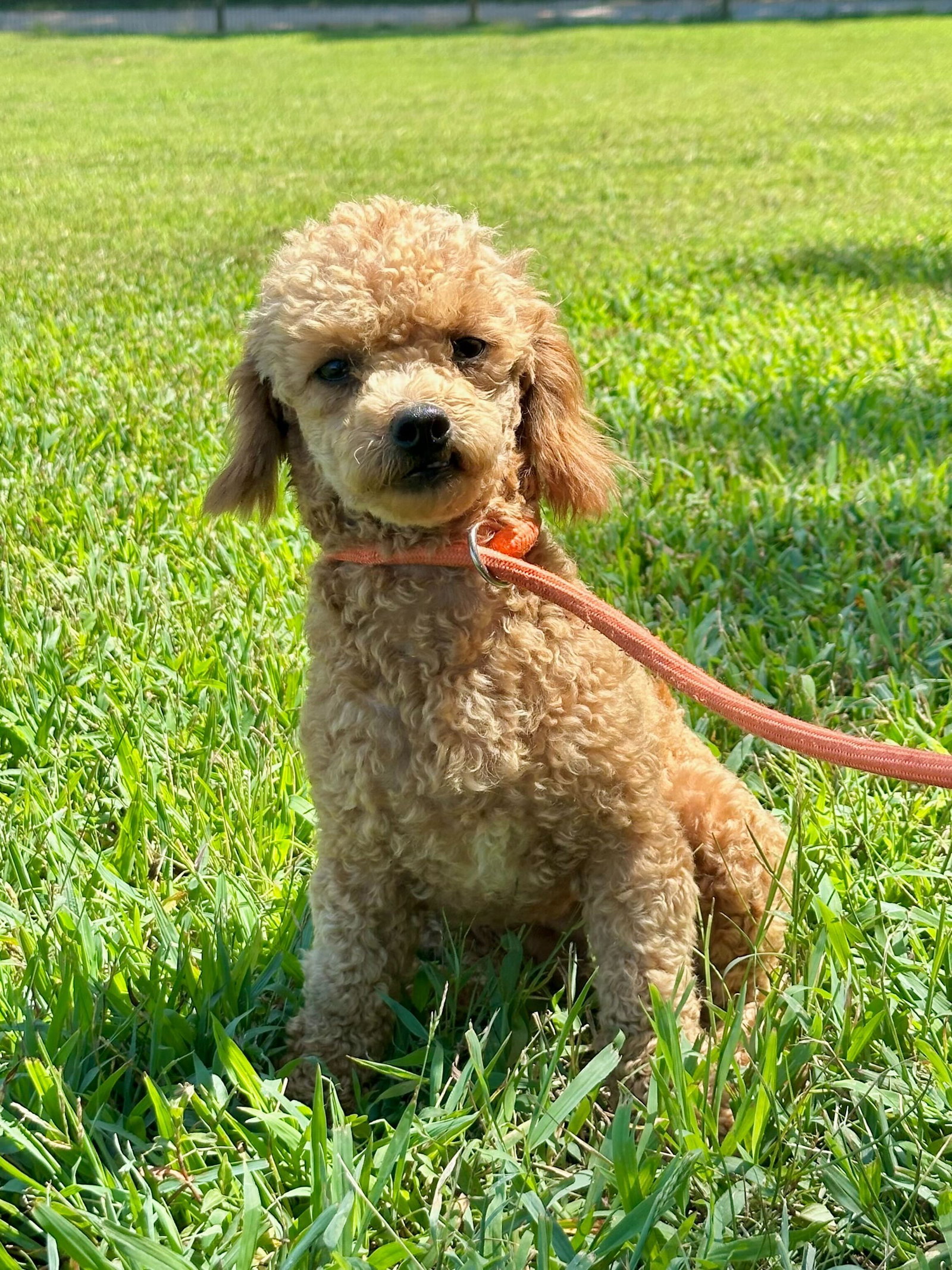 Photo 5 of 6 — Goldie Jun 25 In Foster in Greensboro, NC