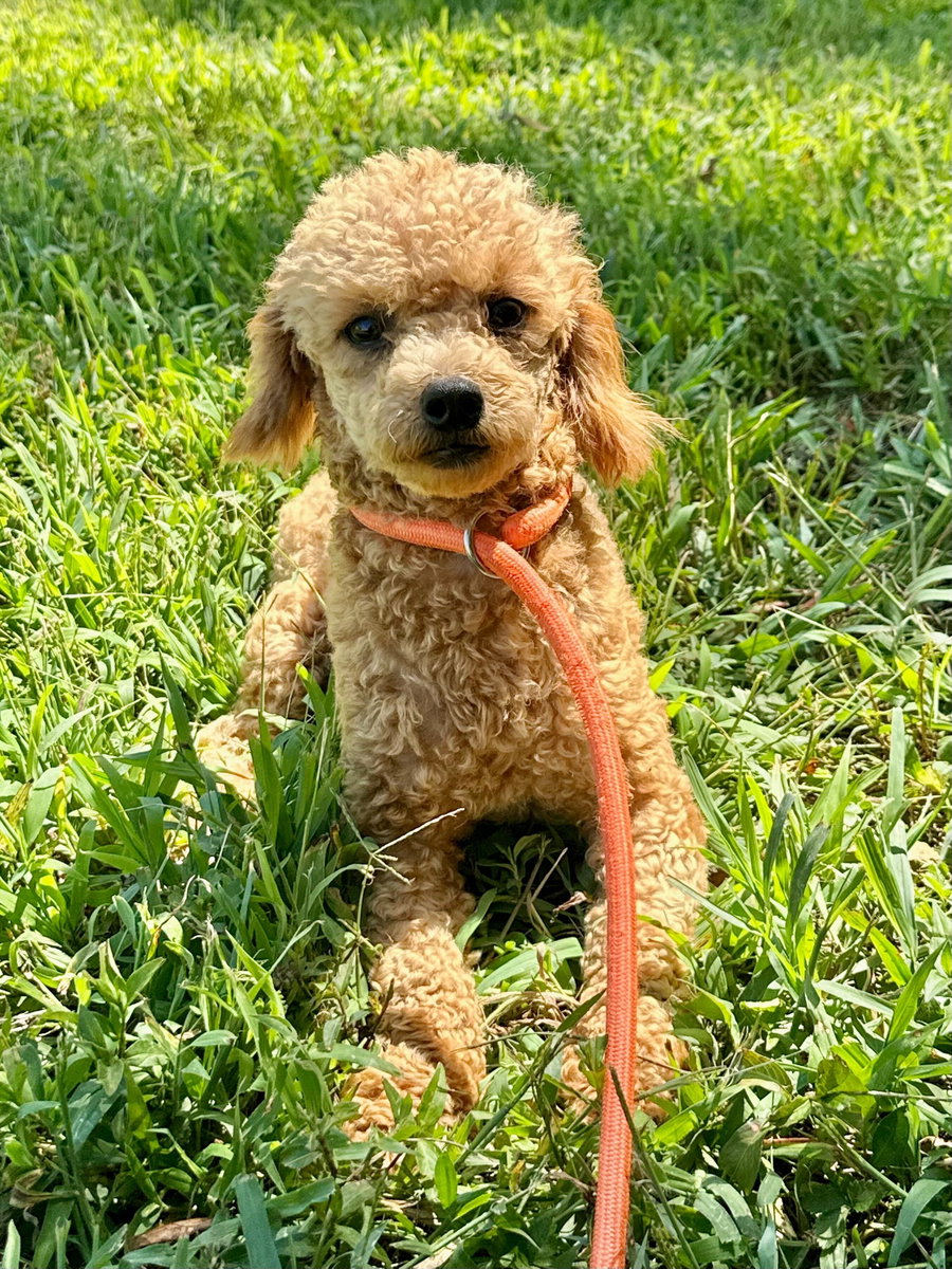Goldie Jun 25 In Foster in Greensboro, NC