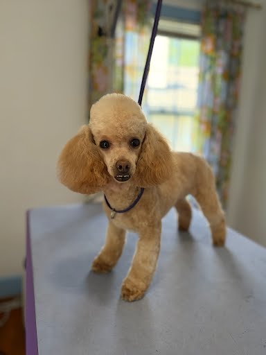 Photo of Goldie Jun 25 In Foster in Greensboro, NC