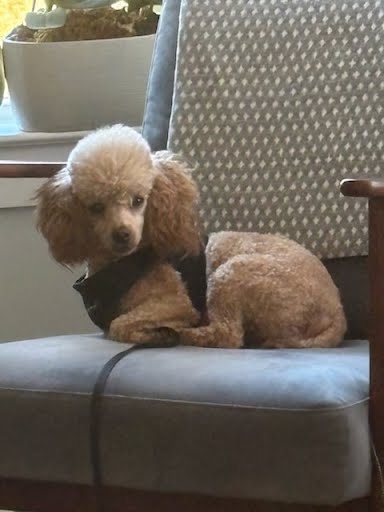 Photo 2 of 6 — Goldie Jun 25 In Foster in Greensboro, NC