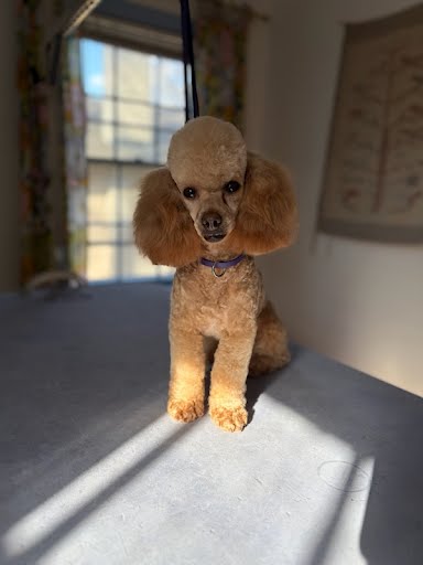 Photo 3 of 6 — Goldie Jun 25 In Foster in Greensboro, NC