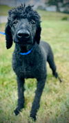 adoptable Dog in  named Hamilton Jun 25
