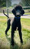 adoptable Dog in  named Jubilee Jun 25