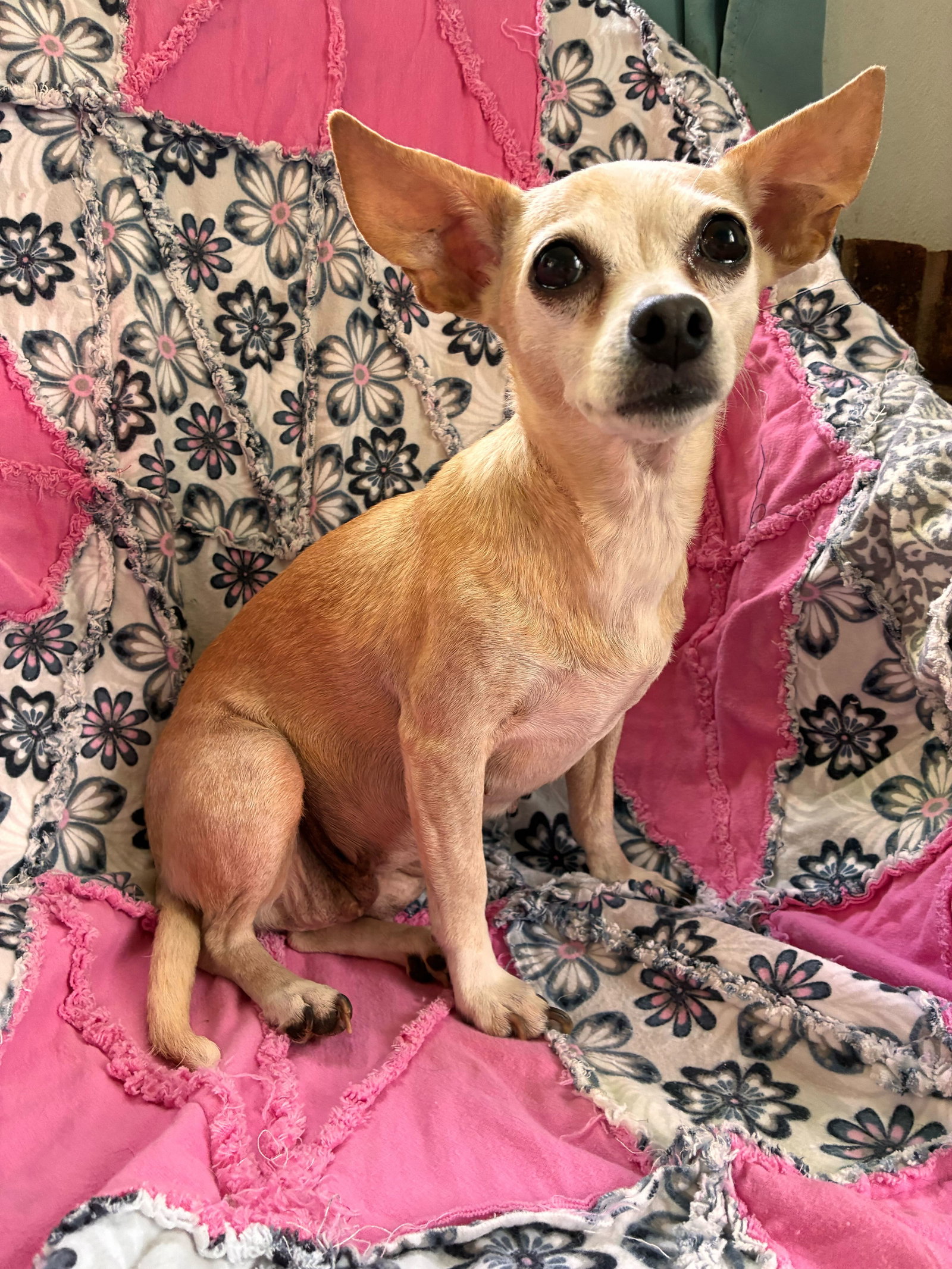 Photo 7 of 8 — Lucy Jun 25