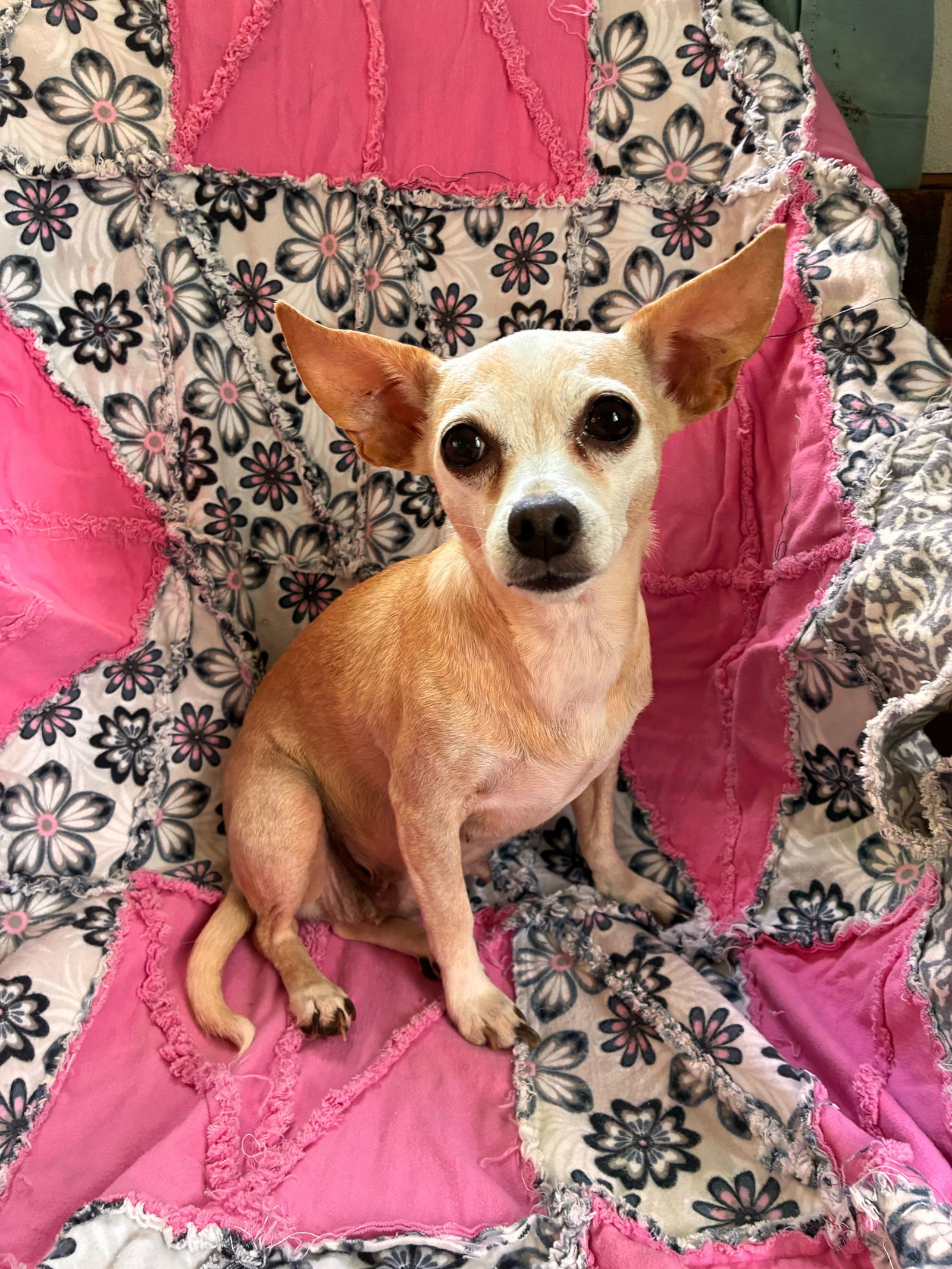 Photo 6 of 8 — Lucy Jun 25