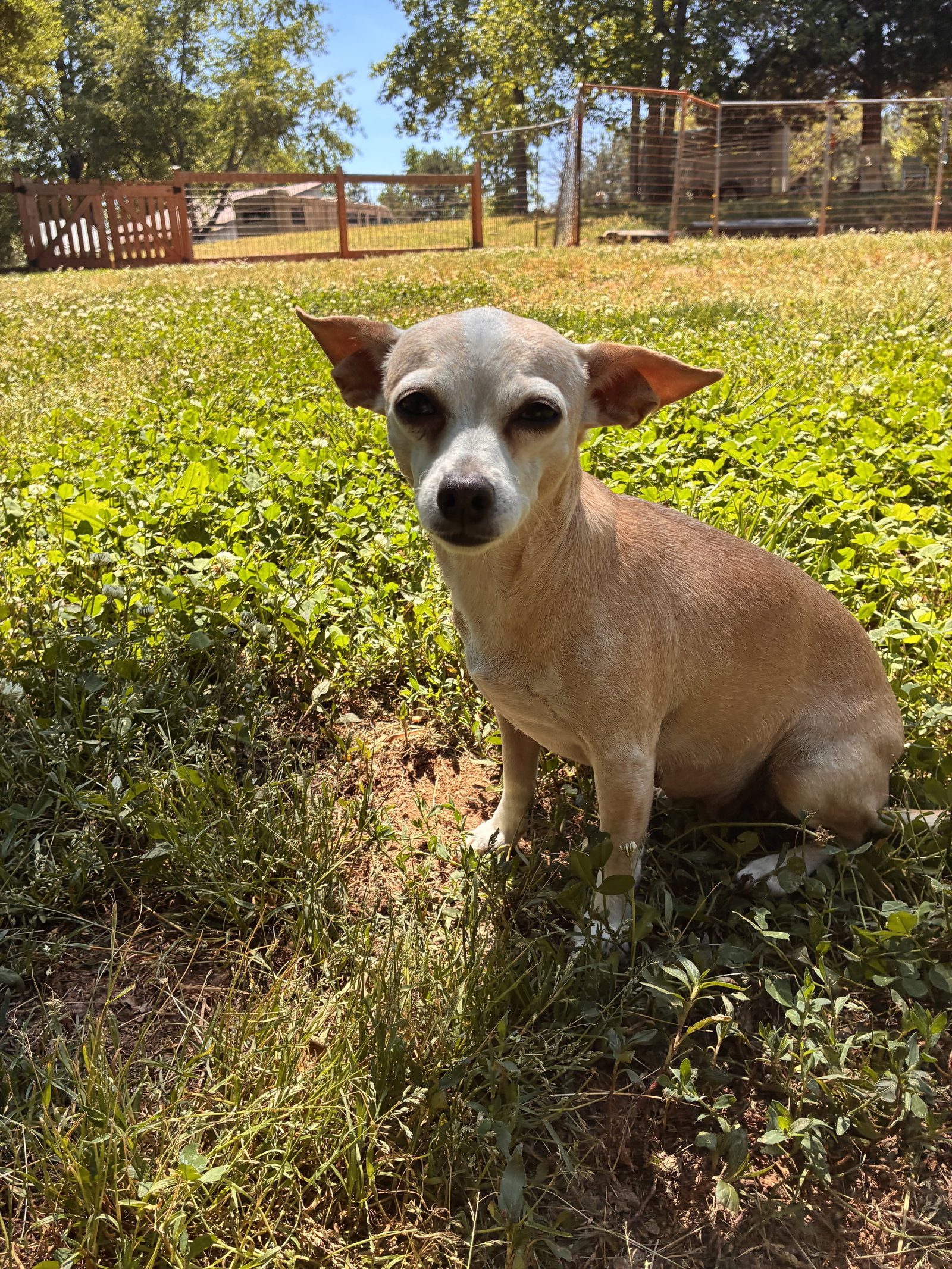 Photo 3 of 8 — Lucy Jun 25