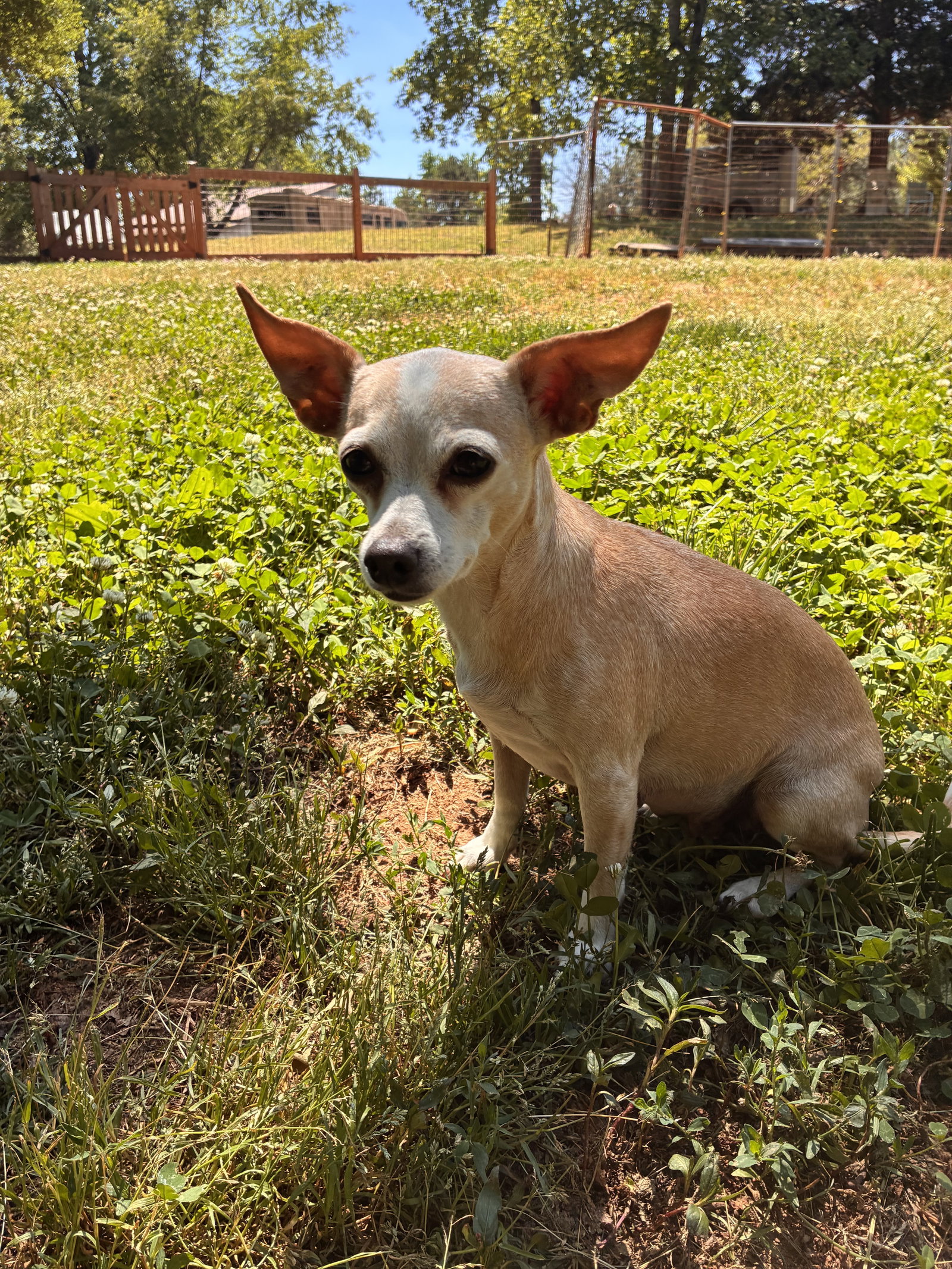 Photo 4 of 8 — Lucy Jun 25