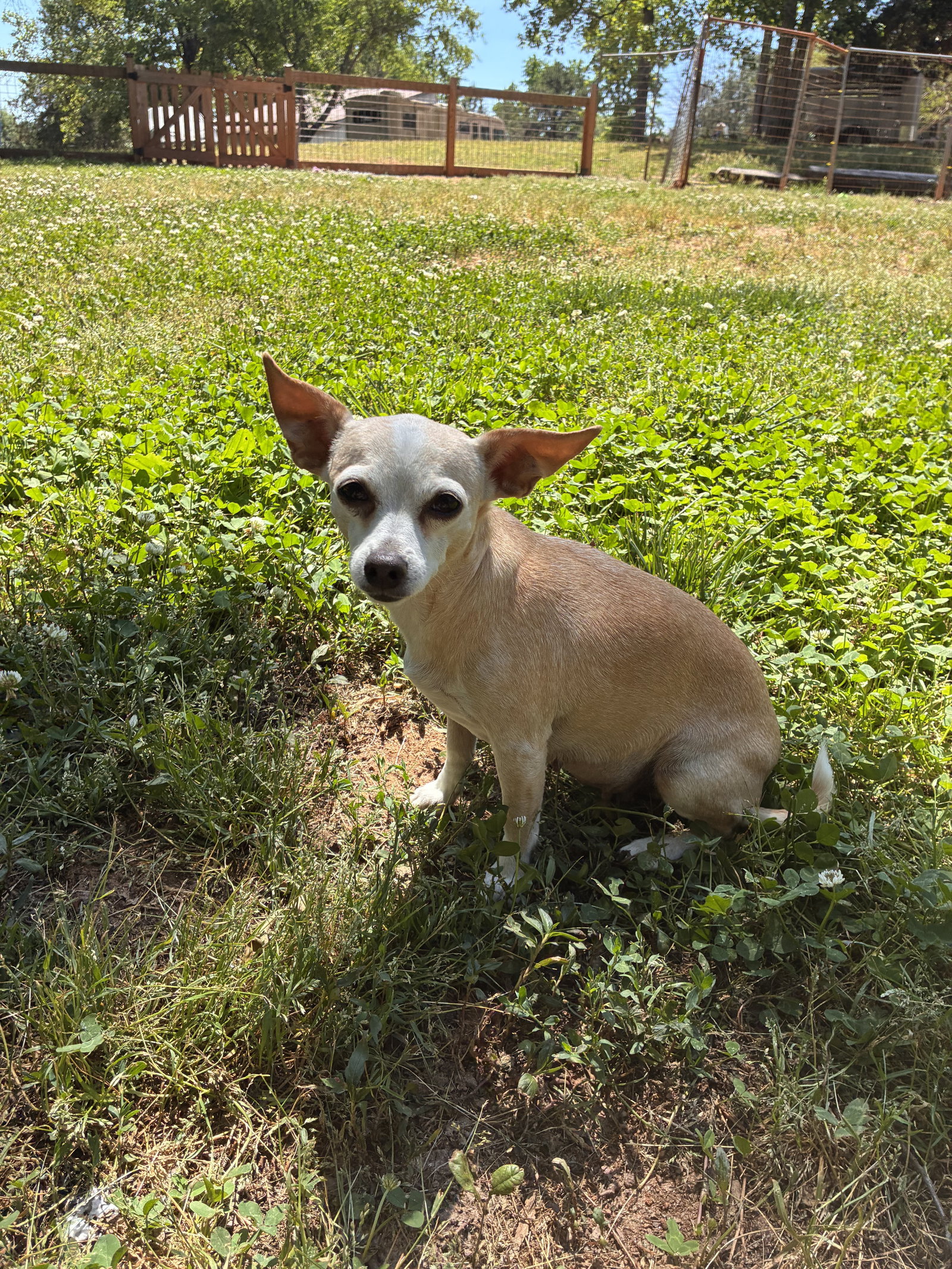 Photo 5 of 8 — Lucy Jun 25
